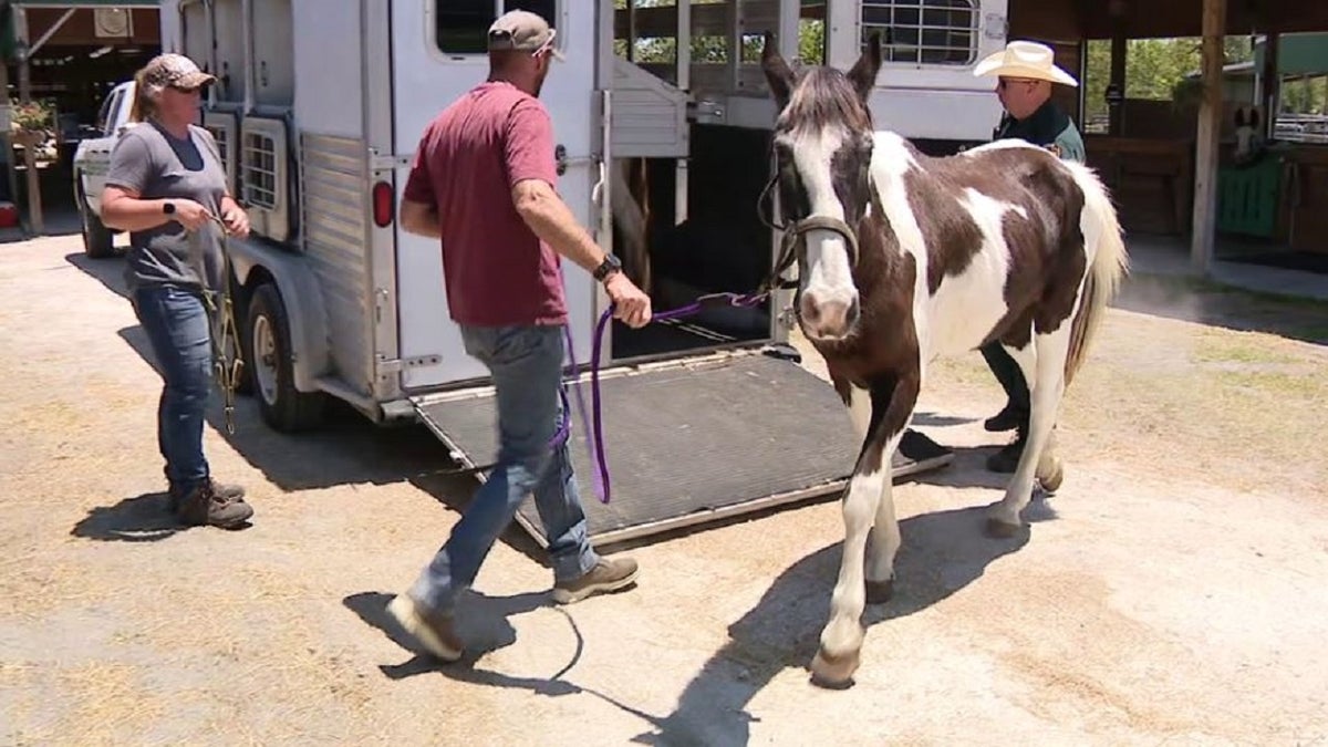 Horse academy closed in Florida