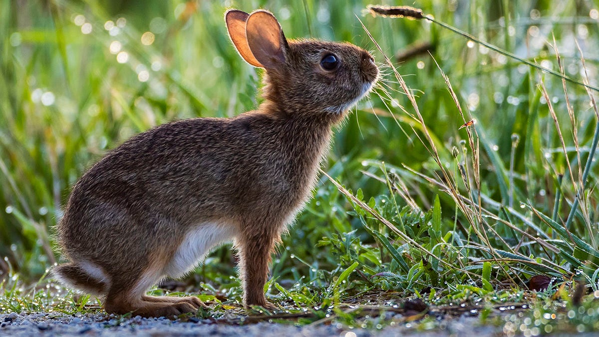 eastern cottontail rabbit
