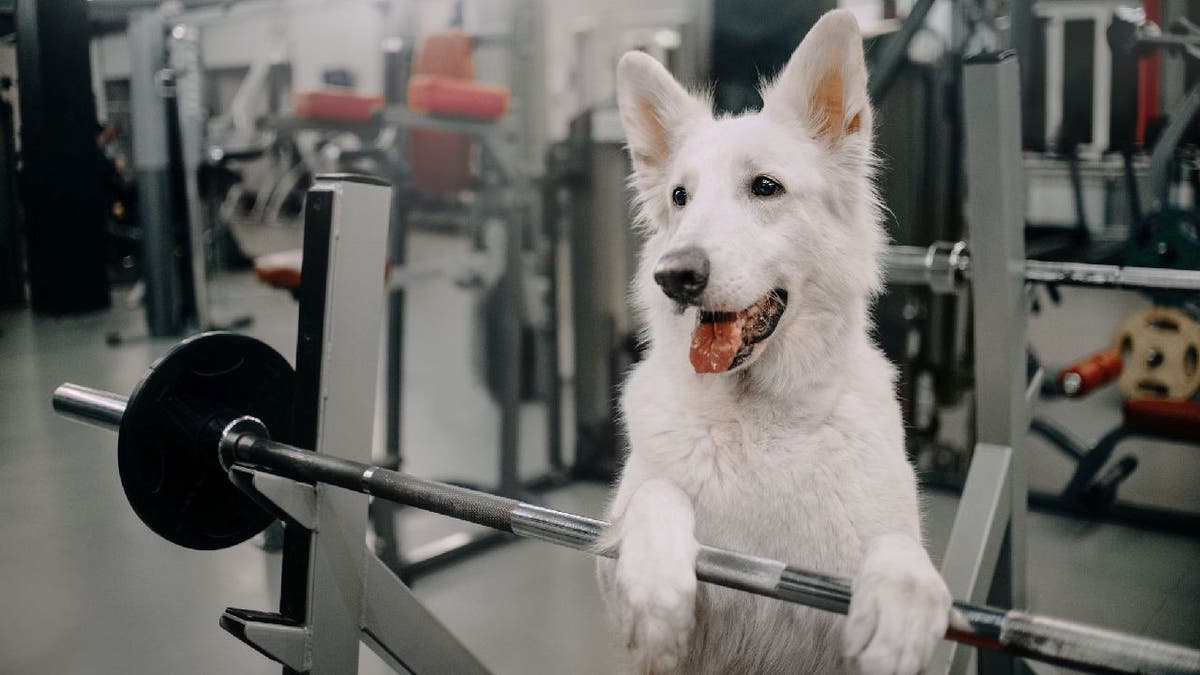 A white shepherd dog puts its paws on a weighted barbell.