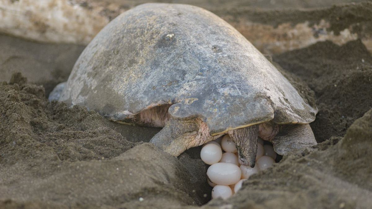 Nesting sea turtle looks at her eggs.