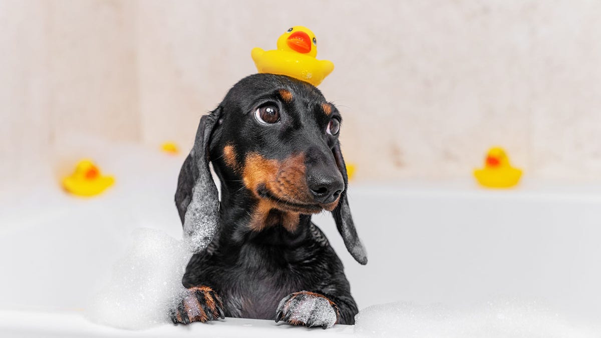 wiener dog yellow duck bathtub
