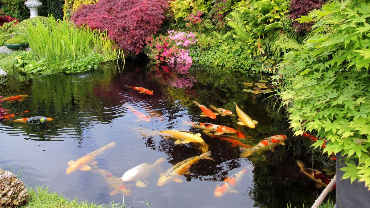 Koi fish swimming in a Japanese garden pond.