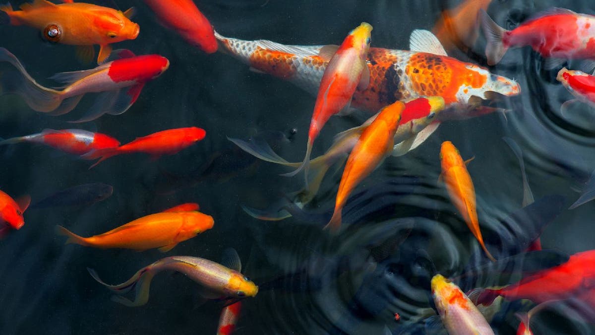 Closeup photo of koi swimming