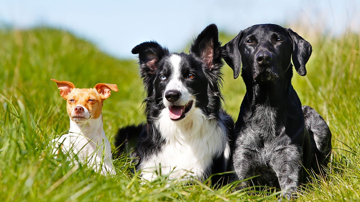 three dogs different sizes