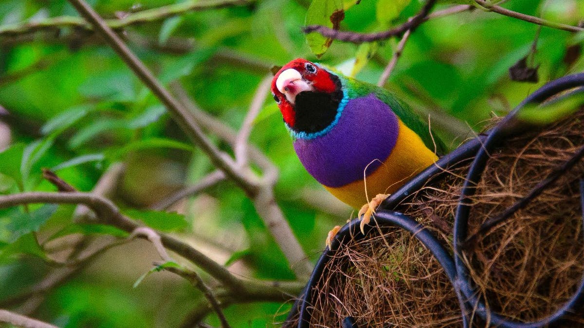 Low angle view of a Gouldian Finch (Erythrura gouldiae) in its nest in Key West.
