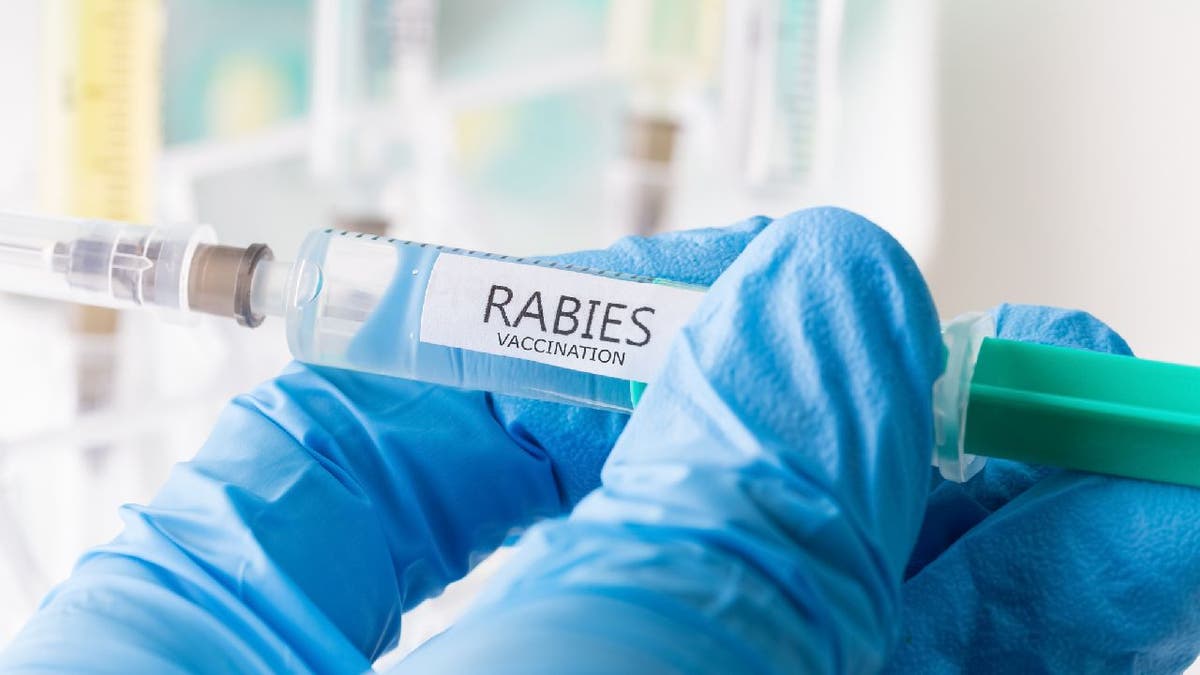 Rabies vaccination syringes are handled with gloves.
