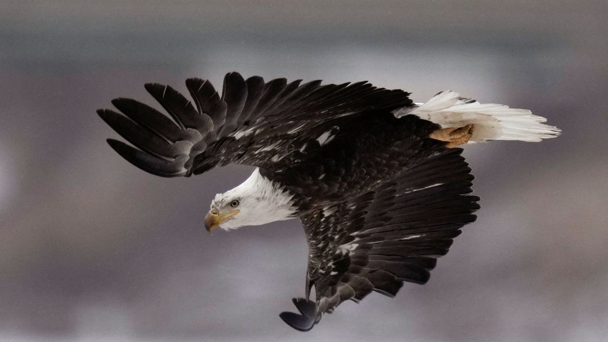 bald eagle flies