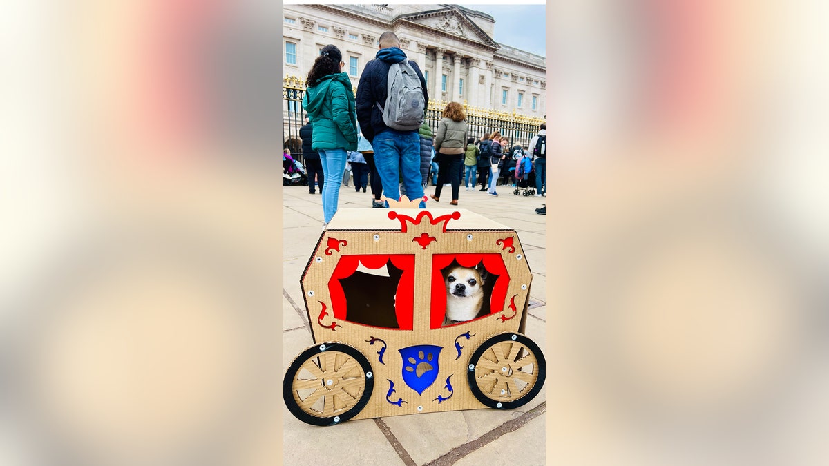 little dog in golden carriage in London