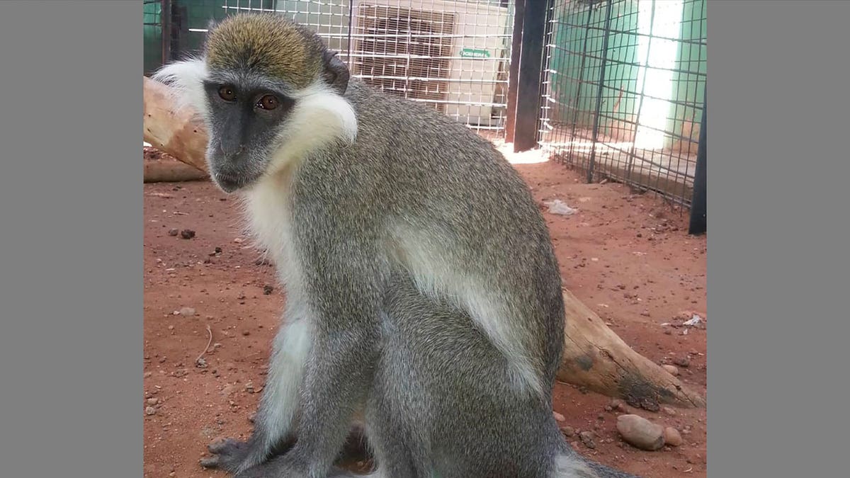 monkey