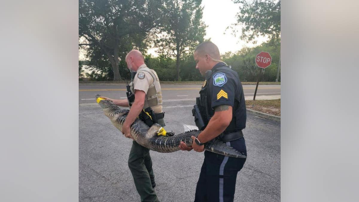 Police officers carrying alligator