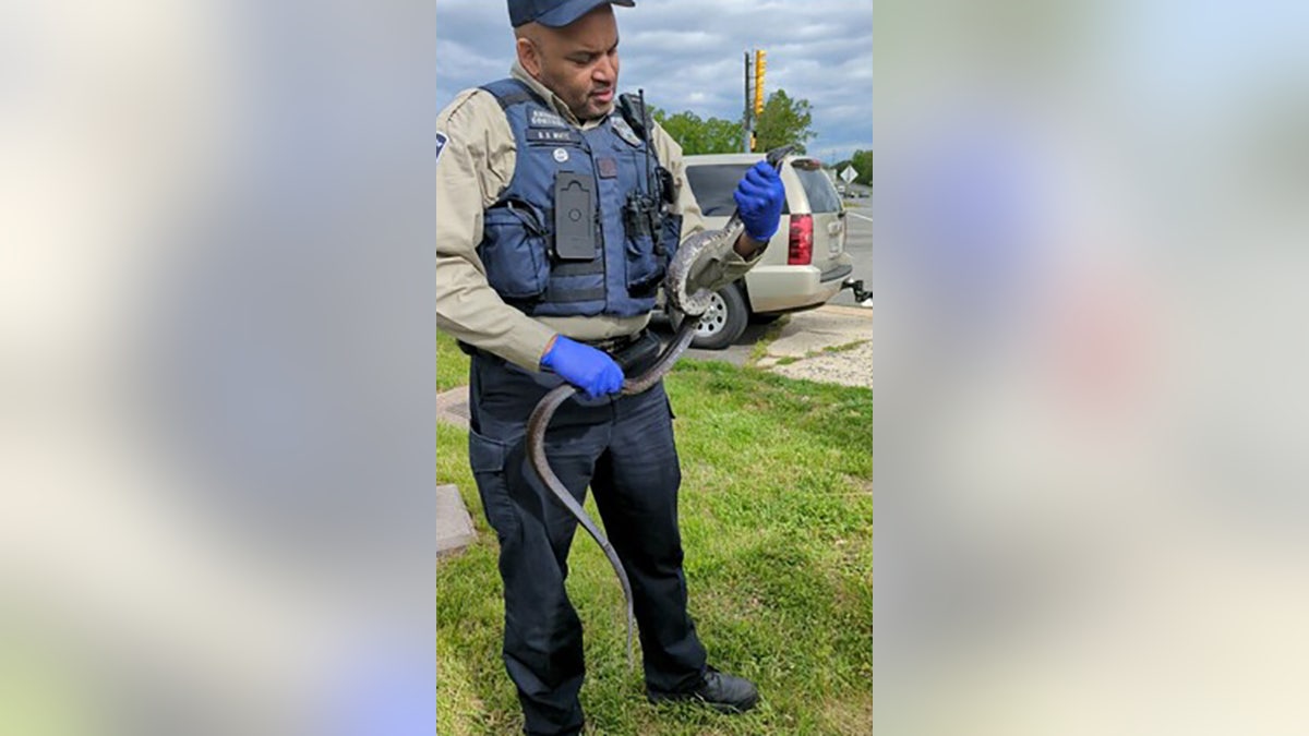 animal control officer holding eastern rat snake