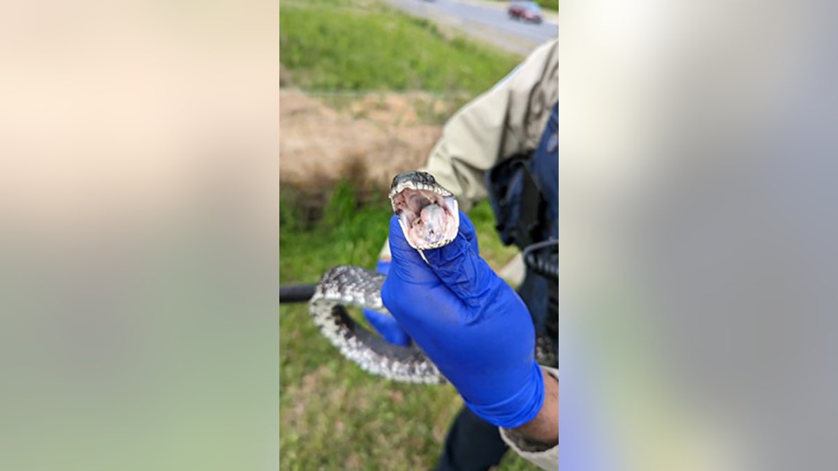 animal control officer holding eastern rat snake