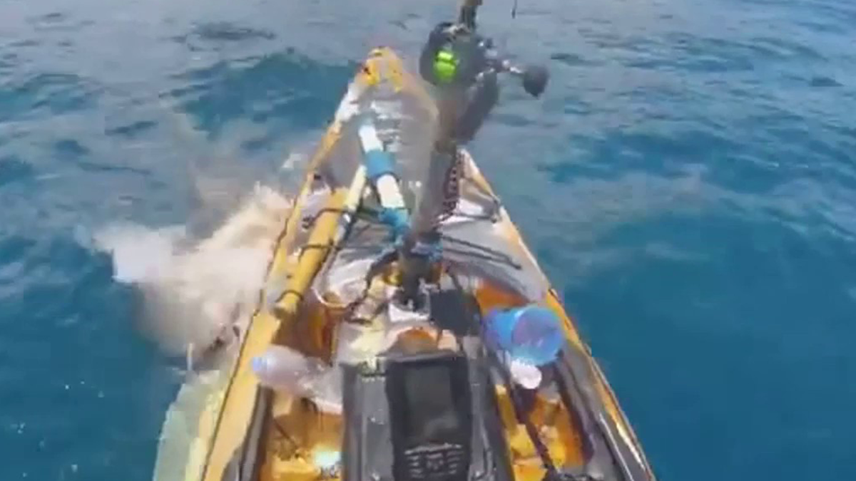 Shark attacks kayak