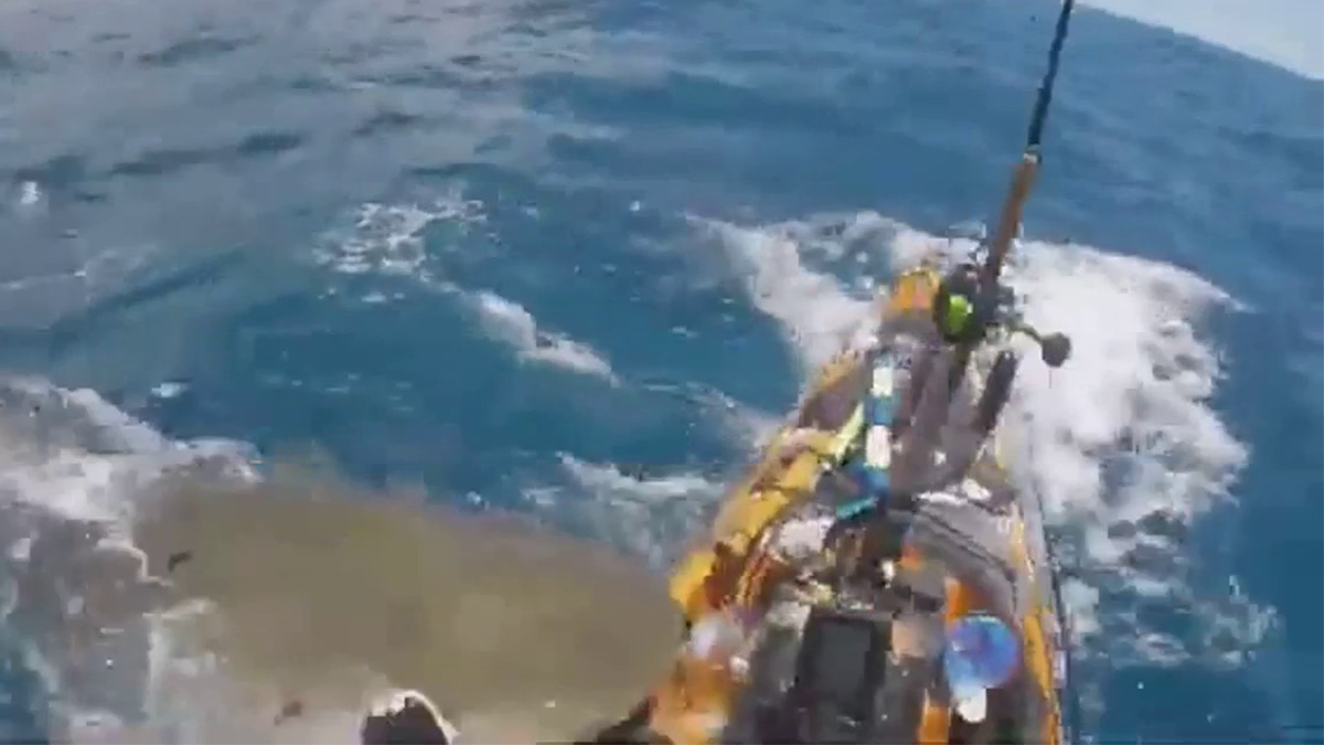 Tiger shark attacks fisherman's kayak