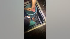 Killer whales damage boat in latest attack off Spain