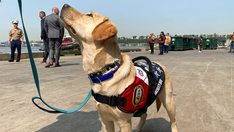 US Navy, Marine Corps joined by Ike, a 'facility dog,' aboard USS Wasp for mental health boost