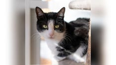New York cat Julie, rescued from hoarders, needs a new and healthier home