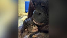 Missouri zoo welcomes newborn Bornean orangutan just before Mother's Day