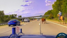 Video shows wranglers 'comparable to the cast of Yellowstone' chasing escaped cow along Michigan's I-75