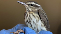 New York City a 'birding paradise' with busy bird clinic, global birdwatching hotspots — and a few egrets