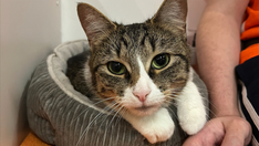 New York-based kitty with a cute pink nose needs a loving home