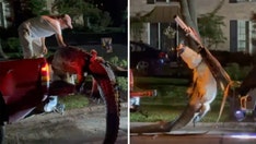 Huge 3-legged alligator weighing 1.2K pounds wrangled in Texas neighborhood