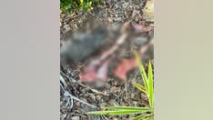 Florida pro-life pregnancy center targeted with decapitated chicken, mutilated lamb in ‘ritualistic attack’