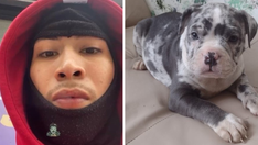 New York City puppy stolen by armed robbery suspects during sale: police