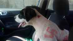 Missouri animal rescue takes in puppy found with swastikas, expletive words drawn on skin