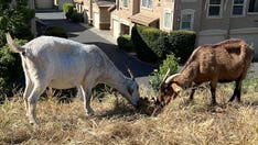 California’s farmworker overtime law threatens goat grazing used to prevent wildfires, companies say