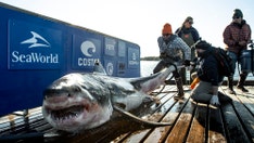 Massive shark pings tracking system just miles from popular resort town