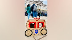 Coronation fit for a canine: Pampered pooch gets a private London tour in a carriage