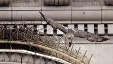 Pale Male, iconic hawk nested over NYC's Fifth Ave for decades, dead at 33