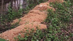 New Jersey resident finds giant mounds of dumped pasta in woods