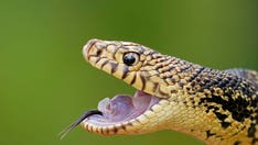 Memphis ‘snake factory’ release pine snakes in Louisiana forest to help the threatened species thrive