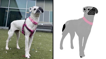 Animal shelter staff resorts to drawing pictures of pets after camera 'breaks': 'Third dimension is overrated'