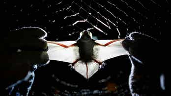 NIH's bat vivarium for virology studies in Colorado sparks concern from residents, academics