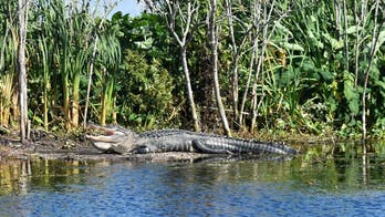12-foot alligator attacks dog at Florida park, owner reportedly frees pet by jumping on gator's back