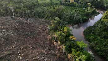 27 European Union countries adopt new rule banning sale of products that fuel deforestation