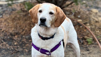 New York dog nicknamed ‘Shadow’ is up for adoption: Pooch 'wants to be by your side’