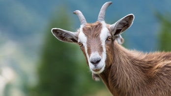 Biden DOE claims district removing books discussing bestiality likely violated civil rights law