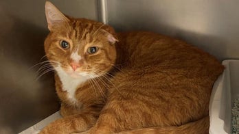 Cat in New York City named Elijah is a 'total sweetheart,' needs a family to love him