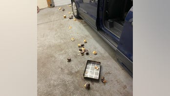 Connecticut bakery workers left terrified after hungry black bear barges in, steals 60 cupcakes