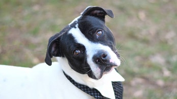 North Carolina dog with astrology-inspired name is hoping stars align for a loving family