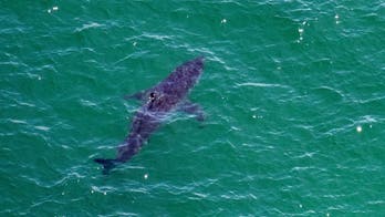 Great white shark spotted feasting on seal carcass near Cape Cod