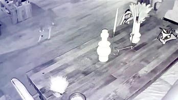 California homeowner comes face to face with coyote that entered through doggie door and 'terrified' cat