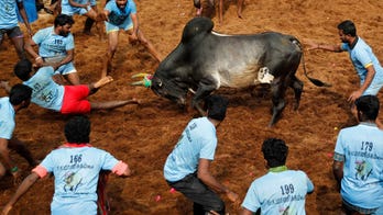 India’s top court allows bull-taming sport to continue despite criticism from animal rights groups