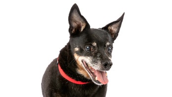 California dog up for adoption has cute ‘bat’ ears, snuggly personality: 'Saving love for humans'