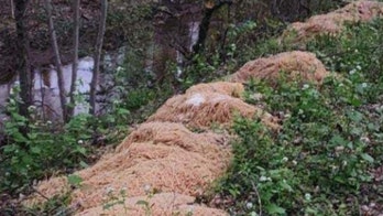 New Jersey pasta mystery solved after social media runs wild with viral images