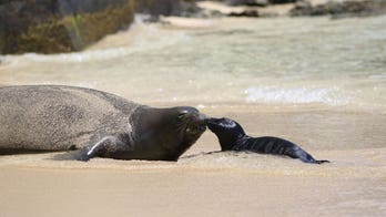 Hawaii reopens popular beach as endangered monk seal weans, relocates
